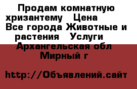 Продам комнатную хризантему › Цена ­ 250 - Все города Животные и растения » Услуги   . Архангельская обл.,Мирный г.